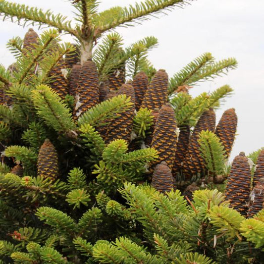 The Abies Koreana, or Korean Fir, showcases a striking contrast with its purple cones set among lush green, needle-like leaves.