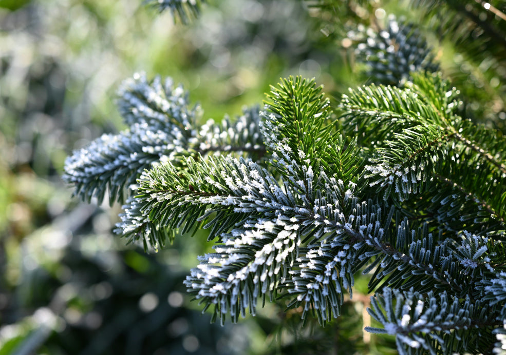 Close-up of evergreen tree branches covered in frost, with a blurred natural background.