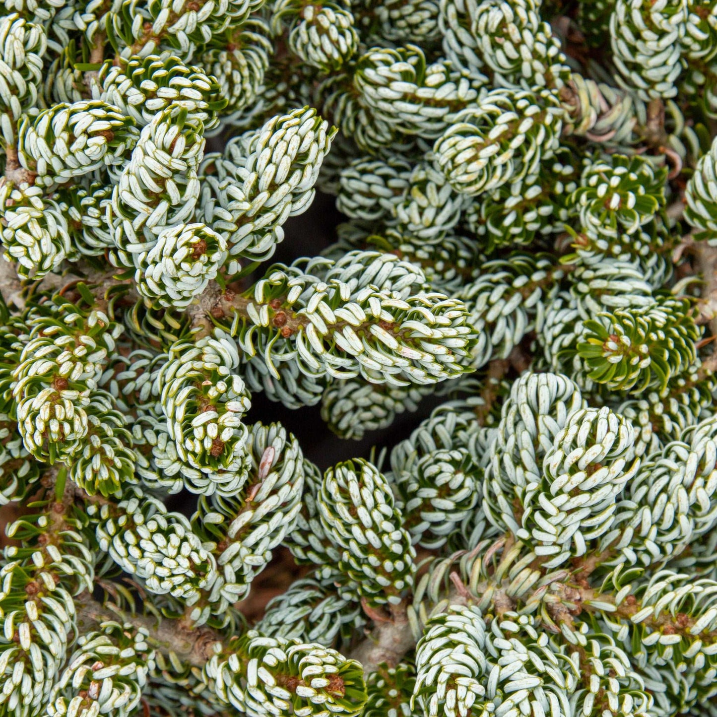 Close-up of the dense foliage of Abies koreana Kohouts Ice Breaker with overlapping green and white needle-like leaves.