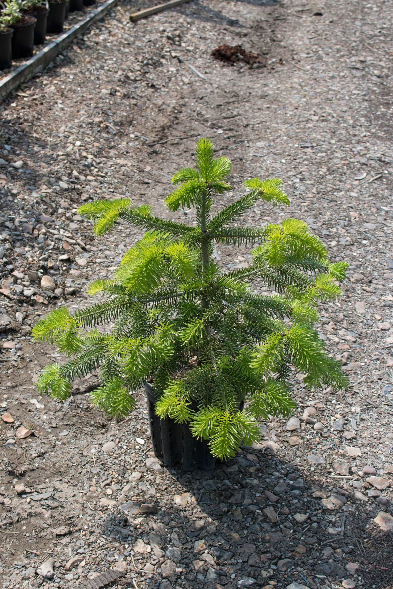 Abies nordmanniana