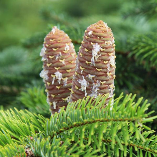 Abies normanniana - Cones