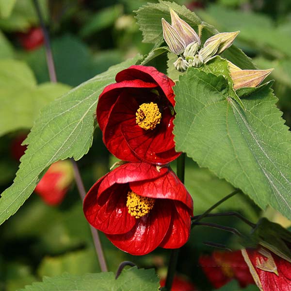 Close-up of two red Abutilon Nabob pendant flowers with yellow centers, surrounded by lush green leaves, capturing the beauty of this trailing Abutilon shrub.