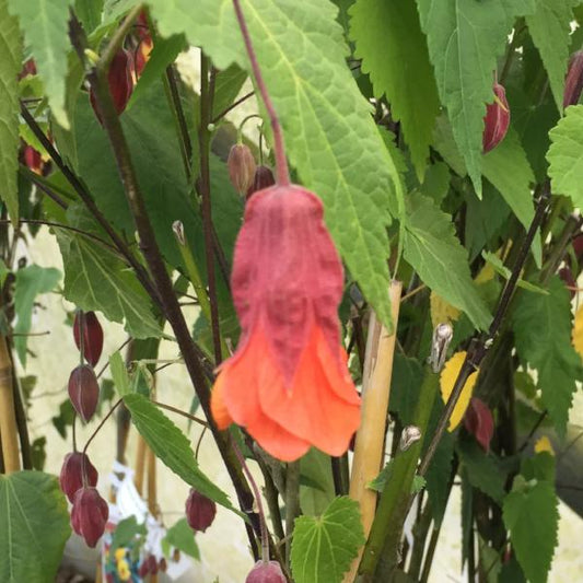 Abutilon Orange Hot Lava - Trailing Abutilon