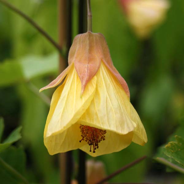 The Abutilon Waltz - Trailing Abutilon features delicate yellow blooms with a pink-tinged hood, surrounded by lush green foliage. These pendant flowers thrive best in a sunny, sheltered spot.