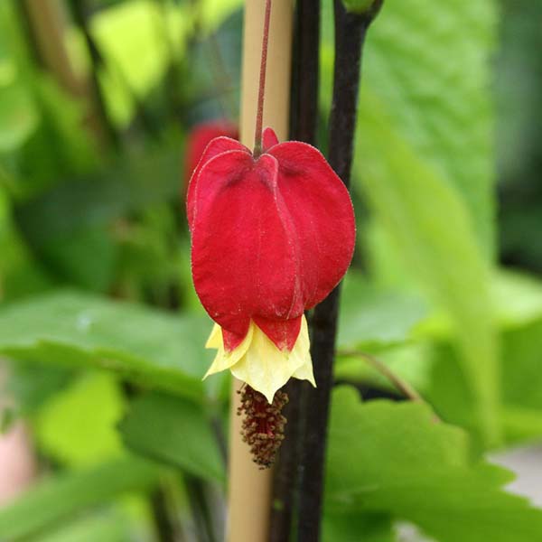 The Abutilon megapotamicum - Trailing Abutilon displays elegant, red and yellow bell-shaped pendant flowers on a stem, complemented by lush green leaves.