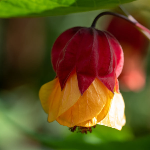 A close-up of a vibrant red and yellow Abutilon megapotamicum Wisley Red flower with layered petals set against a blurred green background.