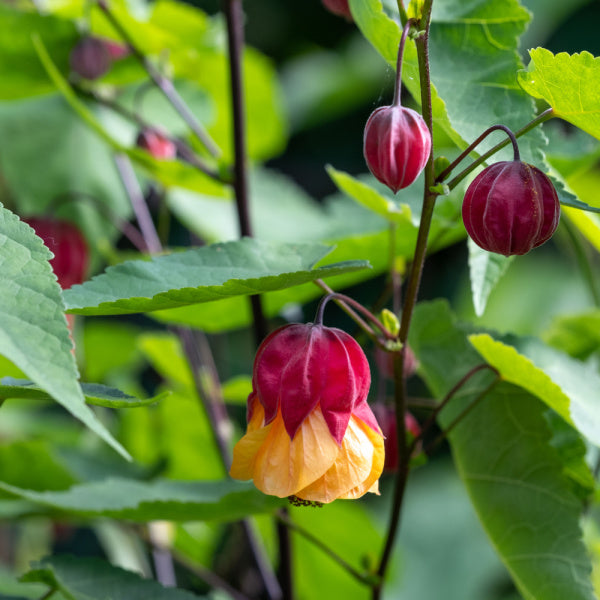 The Abutilon megapotamicum Wisley Red showcases vibrant orange-red flowers, lush green leaves, and unopened buds against a semi-evergreen backdrop.