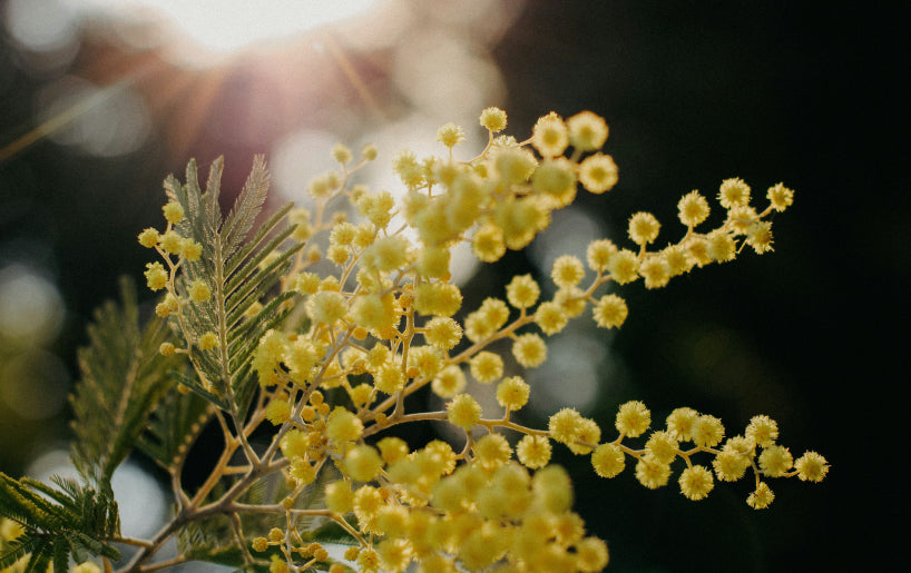 Close-up of blooming yellow mimosa flowers and green leaves against a blurred background with sunlight shining through.