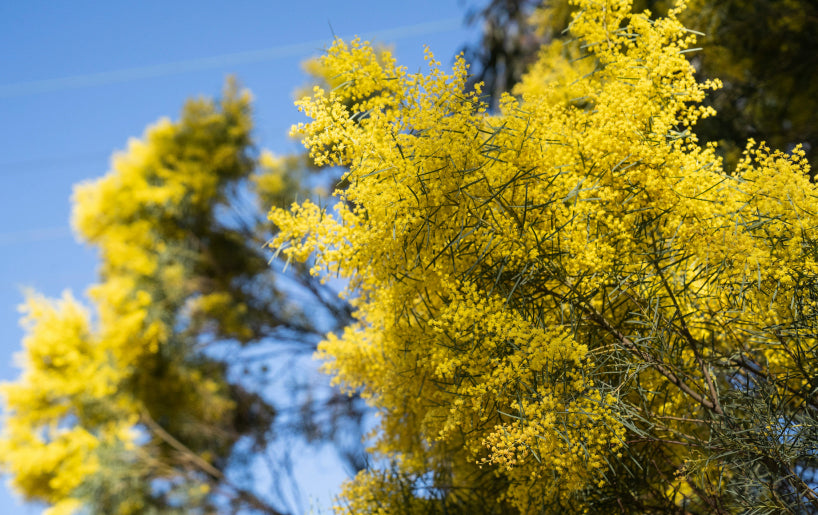 Yellow flowers bloom on a tree against a clear blue sky.