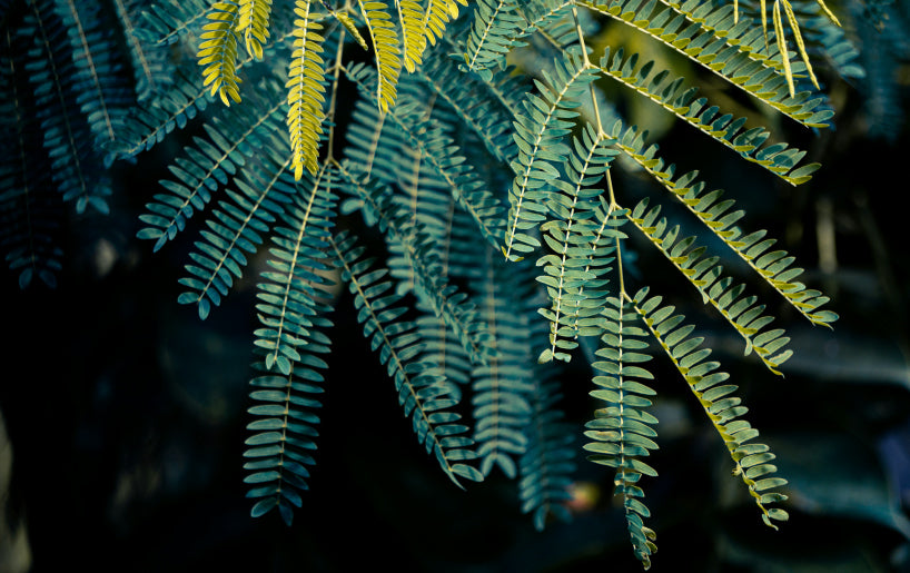 Close-up of green fern-like leaves with fine leaflets, against a dark background.