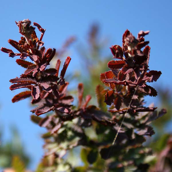 Close-up of the reddish-brown, fern-like plant leaves of the Acacia bailyana Purpurea - Cootamundra Wattle Tree against a clear blue sky, highlighting the elegance of this ornamental tree.