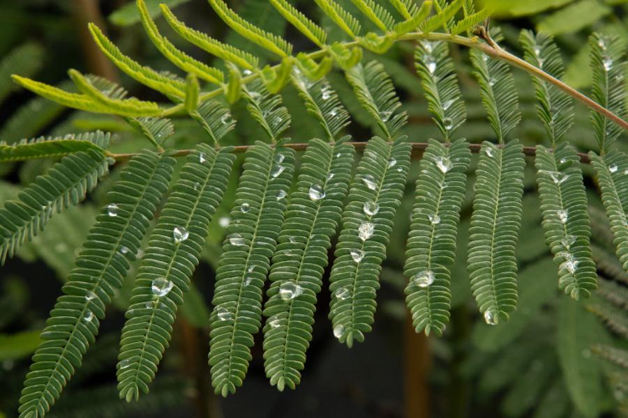 Close-up of fern leaves with small water droplets on them, capturing the delicate beauty that echoes the nearby Acacia dealbata - Mimosa Tree flowers.