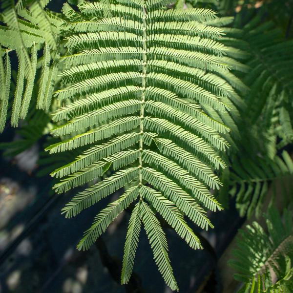 Close-up of an Acacia dealbata (Mimosa Tree) displaying a green fern frond with symmetrical leaflets, set against a blurred natural background that evokes the delicacy of Mimosa flowers.