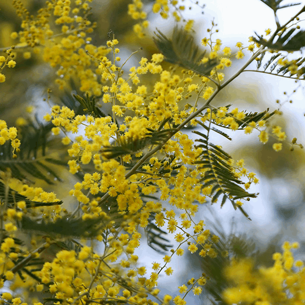 Close-up of vibrant Mimosa flowers with green fern-like leaves set against a light sky background, highlighting the captivating beauty of the Acacia dealbata - Mimosa Tree in winter.