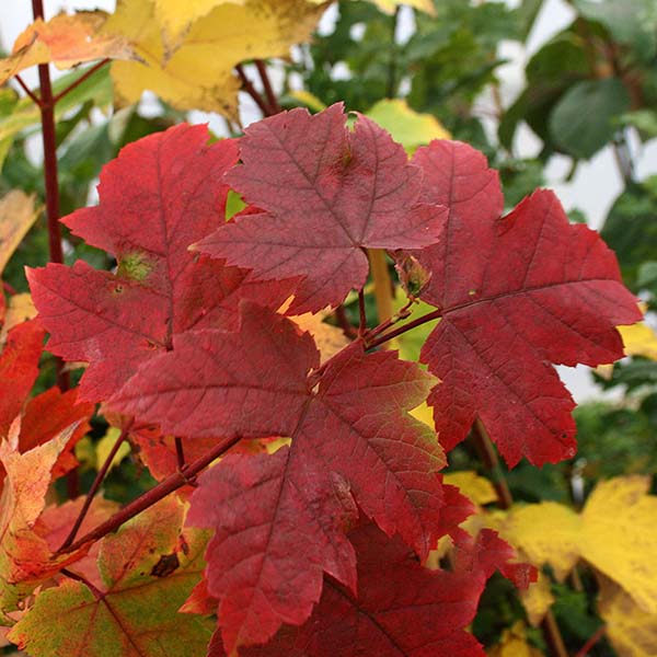 Surrounded by vibrant yellow and green foliage, the jagged-edged leaves characteristic of the Acer Armstrong - Armstrong Maple Tree are a stunning red.