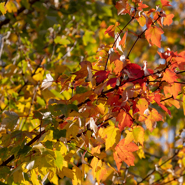 The Acer Autumn Blaze - Red Maple Tree branch showcases vivid shades of red, orange, and yellow autumn leaves against a softly blurred natural backdrop.