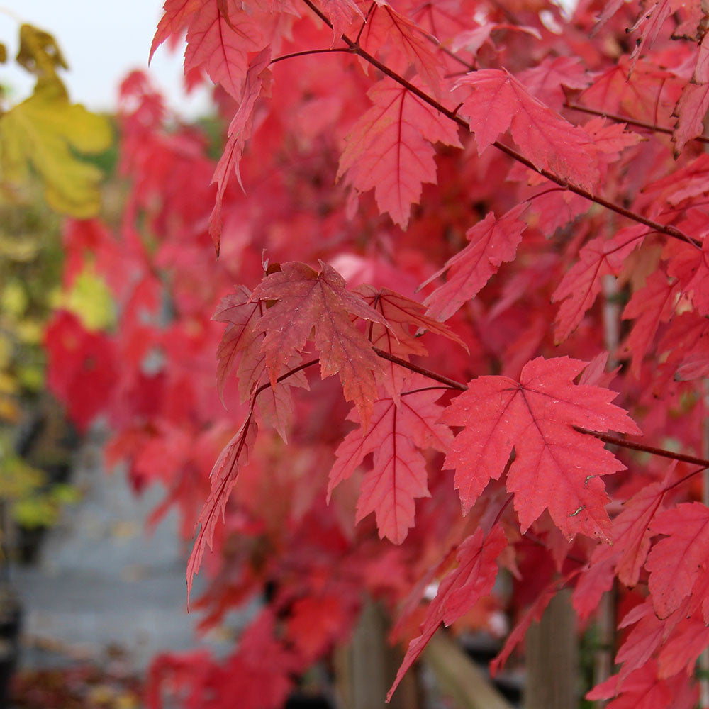 Brilliant red leaves adorn the branches of the Acer Autumn Blaze - Red Maple Tree, standing out against a softly blurred backdrop featuring equally vibrant autumn hues.