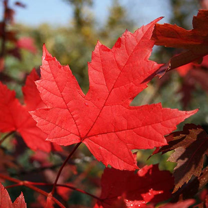 Close-up of a vivid red maple leaf with prominent veins against a softly blurred natural background, capturing the essence of the Acer Autumn Blaze - Red Maple Tree and its breathtaking autumn colors.