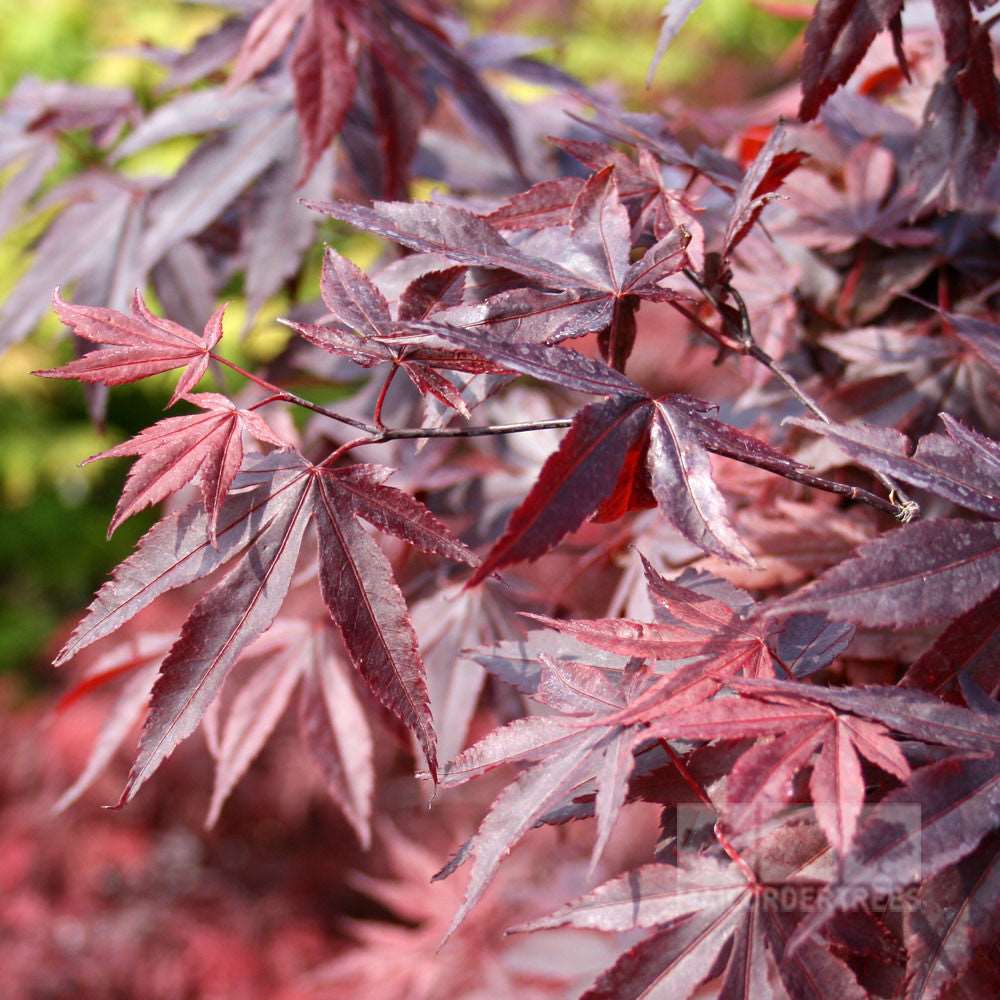 Close-up of the rich red and purple leaves of the Acer Bloodgood - Japanese Maple Tree, known for its slow-growing nature.