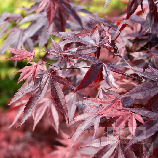 Acer Bloodgood - Japanese Maple Tree