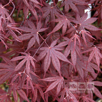 Close-up of the palm-shaped, textured red leaves of the Acer Bloodgood - Japanese Maple Tree.