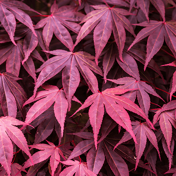 Close-up of vibrant red leaves from the Acer Bloodgood - Japanese Maple Tree, showcasing pointed lobes that overlap each other in a dense pattern.