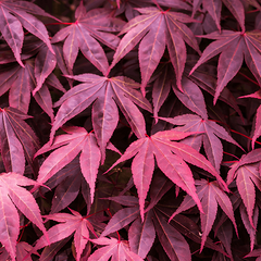 Acer Bloodgood - Japanese Maple Tree