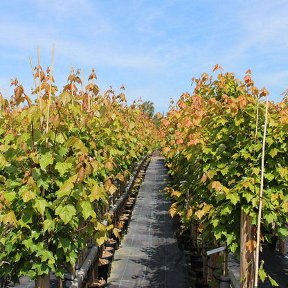 Rows of Acer Brandywine red maple trees, displaying vibrant autumn colours, line a pathway on the tree farm under a clear blue sky.