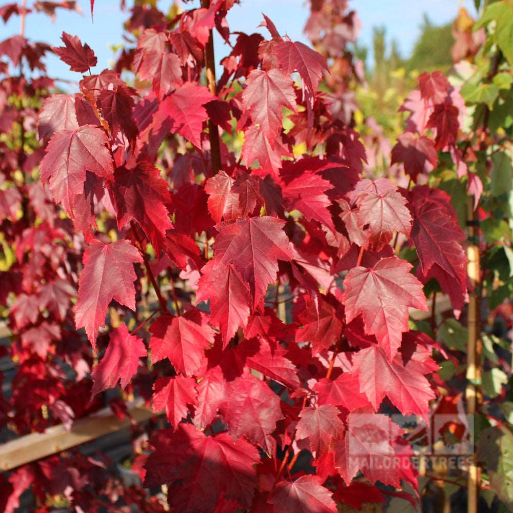 Close-up of the vibrant Acer Brandywine - Red Maple Tree leaves, displaying stunning autumn reds against a blurred backdrop of greenery and clear blue sky—ideal for adding charm to medium-sized gardens.