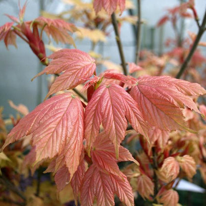 Close-up of young maple leaves in pink and orange hues on a branch, highlighting the striking foliage of the Acer Brilliantissimum - Shrimp-Leaved Sycamore Tree, set against a softly blurred background.