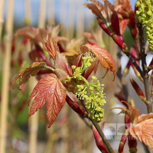 The young leaves and yellow-green flowers of the Acer Brilliantissimum - Shrimp-Leaved Sycamore Tree on a twig create a striking foliage display against a blurred background.