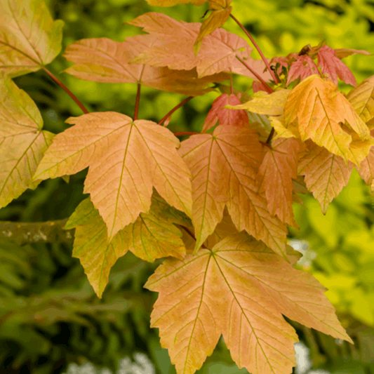 Acer Brilliantissimum - Shrimp Leaved Sycamore Tree