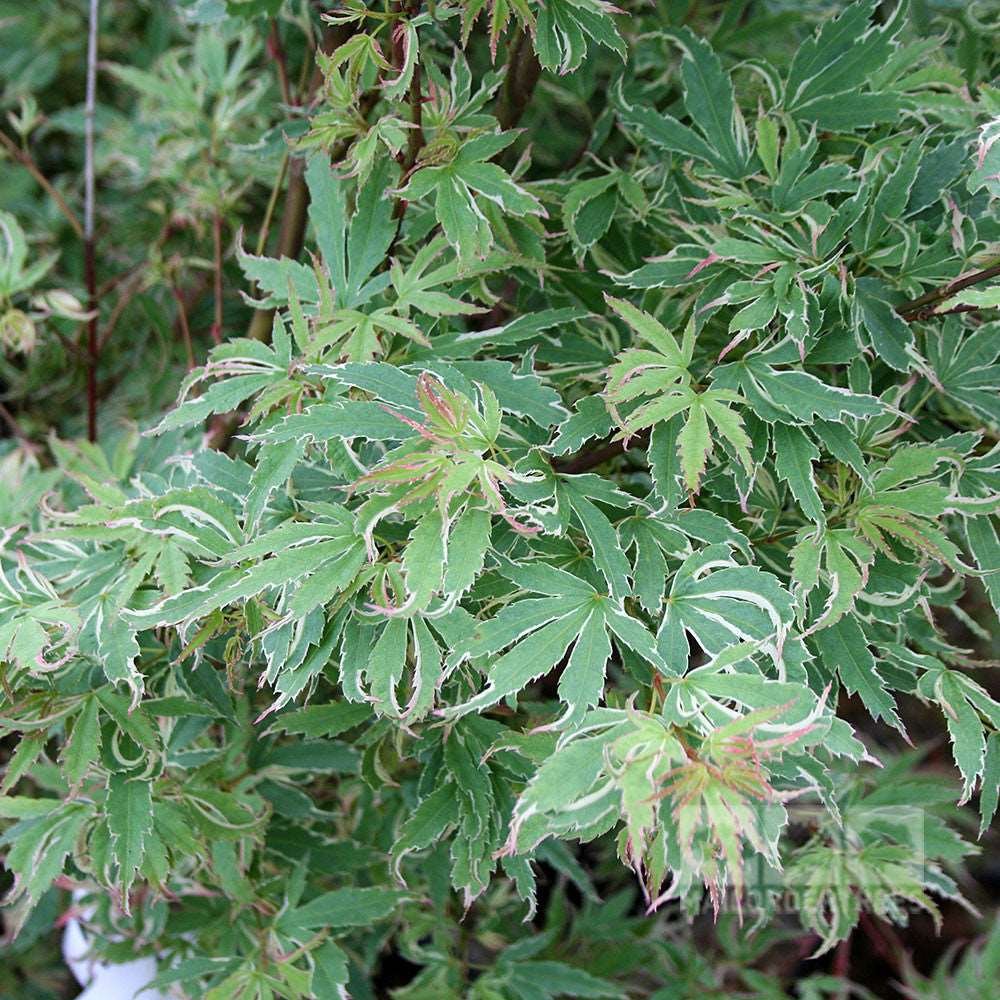 Close-up of variegated green and white leaves with serrated edges on a dense plant, reminiscent of the delicate foliage found on an Acer Butterfly - Japanese Maple Tree.