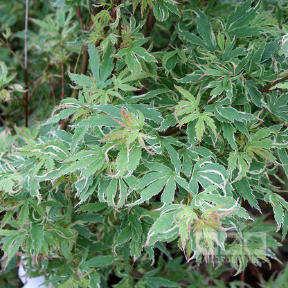 Close-up of variegated green and white leaves with serrated edges on a dense plant, reminiscent of the delicate foliage found on an Acer Butterfly - Japanese Maple Tree.