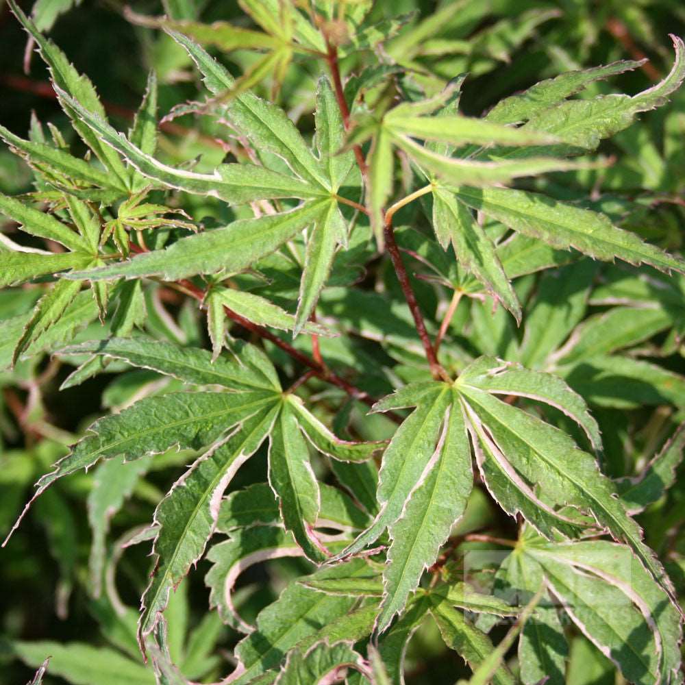 Close-up of Acer Butterfly - Japanese Maple Tree leaves, a variety recognised for its small to medium-sized stature and striking green foliage featuring serrated edges and five distinct lobes.