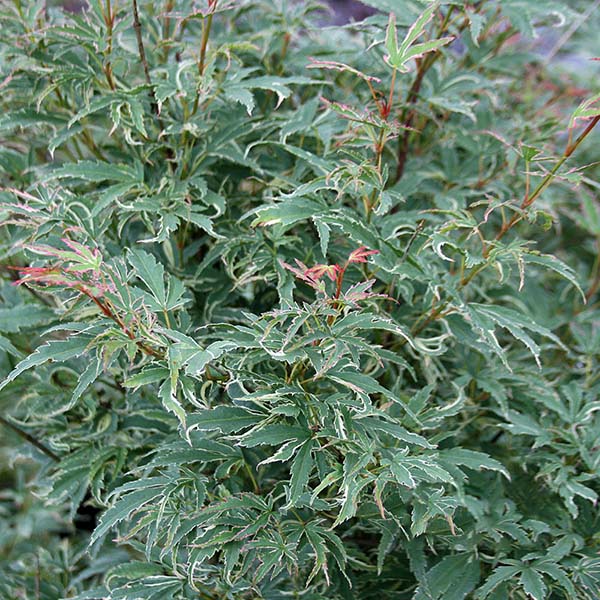 A small to medium-sized tree, the Acer Butterfly - Japanese Maple Tree, displays a bush-like appearance with green leaves that have thin white edges and light pink tips.