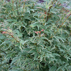 Acer Butterfly - Japanese Maple Tree