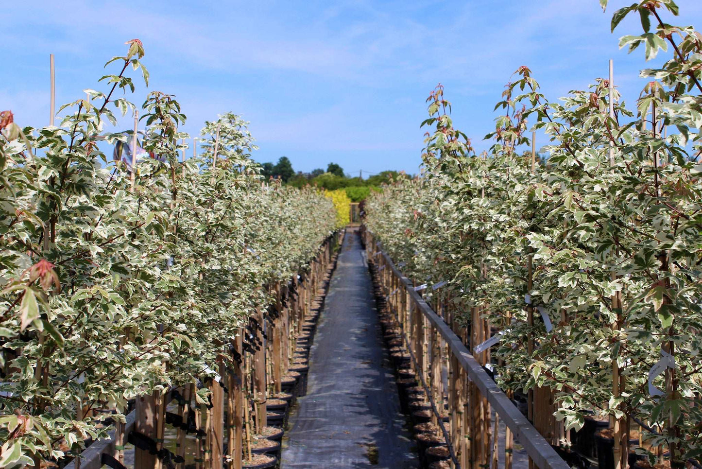 A pathway lined with rows of young trees, including the elegant Acer Carnival - Variegated Field Maple Tree, under a clear, blue sky. Small gardens dot the landscape on either side, adding charm and tranquility to the scene.