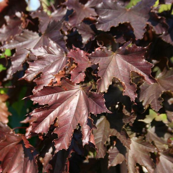 Close-up of dark red maple leaves with jagged edges, partially lit by sunlight, capturing the rich autumn colour characteristic of an Acer Crimson King - Norway Maple Tree.