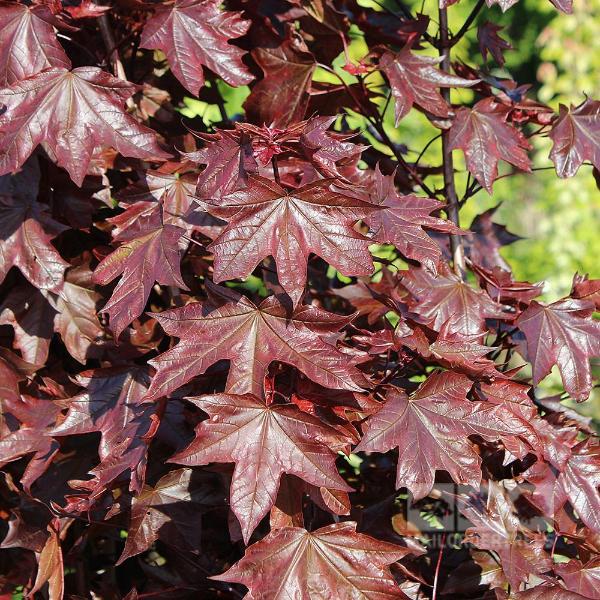 The close-up of maroon maple leaves with jagged edges, set against a backdrop of greenery, highlights the rich autumn hues of the Acer Crimson King - Norway Maple Tree, celebrated for its remarkable foliage.