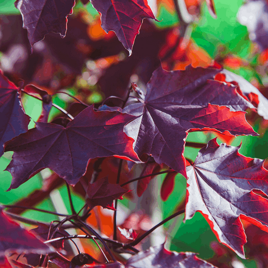 Close-up of vibrant red and purple maple leaves from an ornamental Norway Maple Tree, Acer Crimson King, with sunlight filtering through, set against a blurred green background showcasing rich autumn colors.