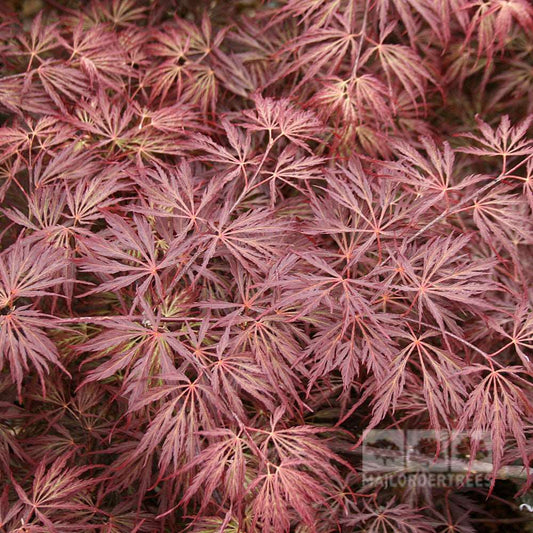 Acer Crimson Queen - Japanese Maple