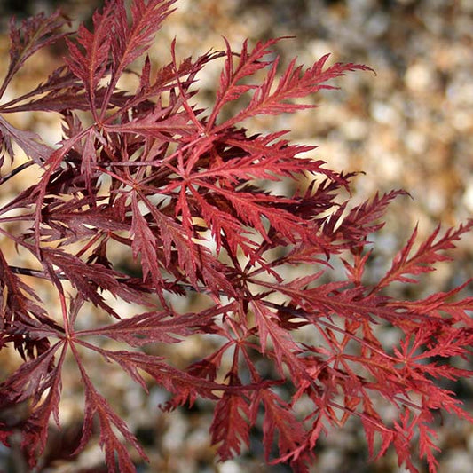 Acer Crimson Queen - Japanese Maple