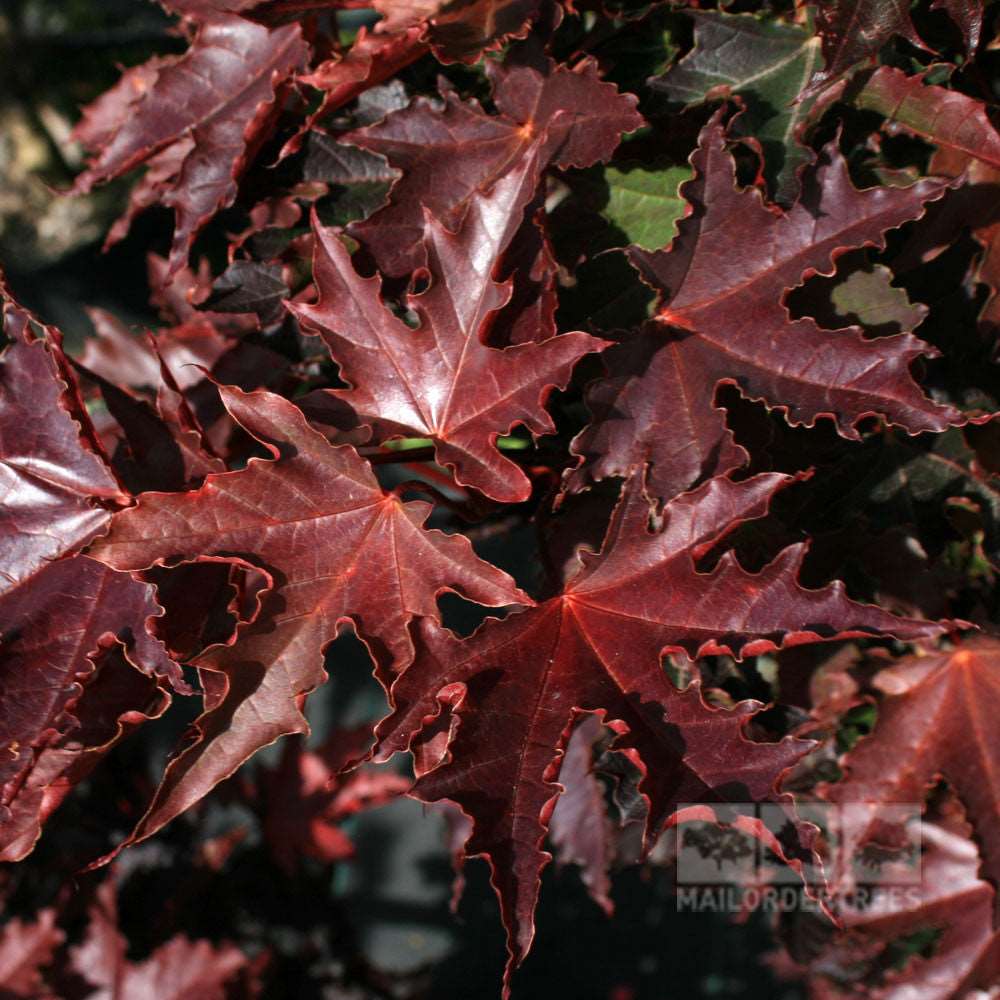 Close-up of the sharp, pointed edges of red maple leaves illuminated by sunlight, evoking the vibrant Acer Crimson Sentry - Norway Maple Tree.