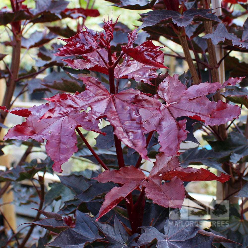 Close-up of an Acer Crimson Sentry - Norway Maple Tree showcasing its large, dark red leaves with serrated edges and a glossy texture.