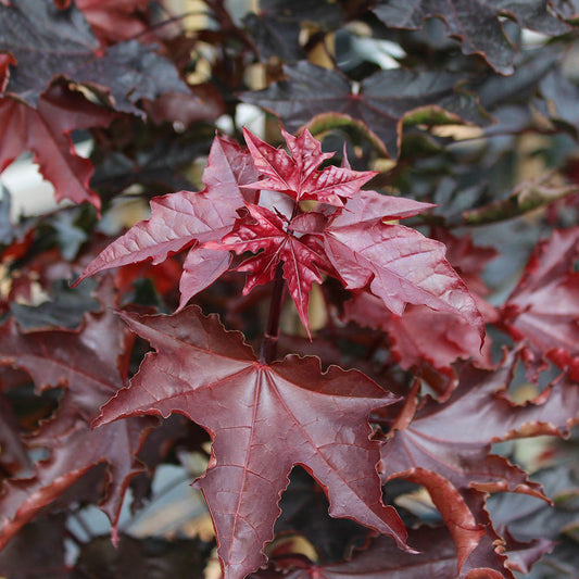 Close-up of vibrant red maple leaves with textured surfaces, surrounded by the rich maroon foliage of an Acer Crimson Sentry - Norway Maple Tree.