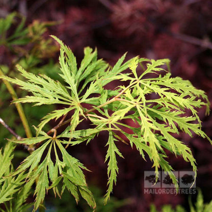 Close-up of a branch from the green Acer Dissectum - Japanese Maple Tree, featuring finely divided leaves against a blurred background, highlighting the elegance of this specimen plant.