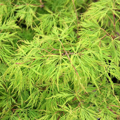 Close-up of vibrant green, fern-like leaves featuring thin, delicate strands, reminiscent of the graceful structure of an Acer Dissectum - Japanese Maple Tree.