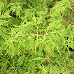 Acer Dissectum - Japanese Maple Tree