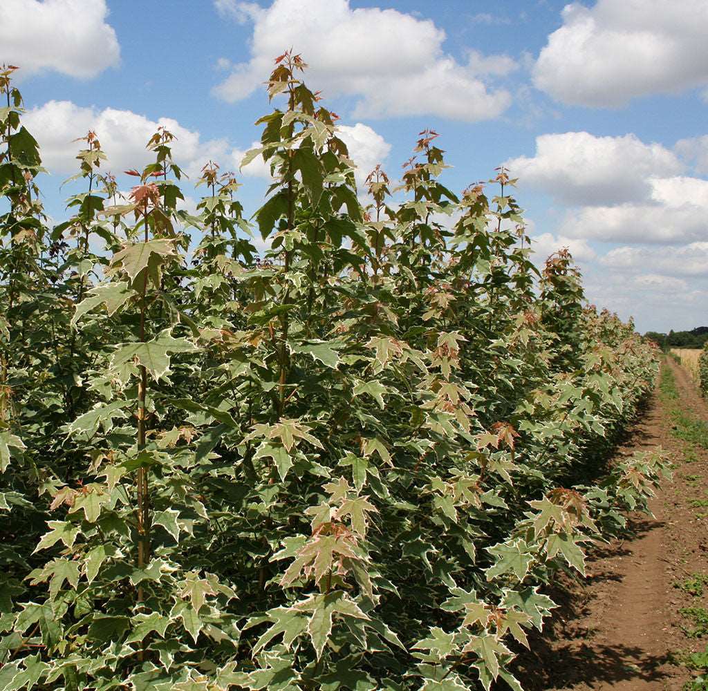 Under a partly cloudy sky, a field of Acer Drummondii trees, known as Norway Maple Trees from the "Mix and Match" collection, displays their stunning variegated leaves in shades of green and white.